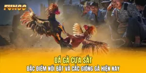 Đá Gà Cựa Sắt - Đặc Điểm Nổi Bật Và Các Giống Gà Hiện Nay