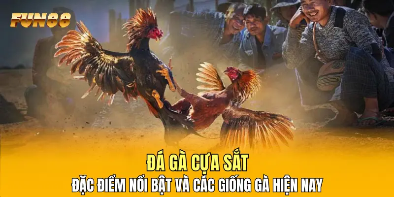 Đá Gà Cựa Sắt - Đặc Điểm Nổi Bật Và Các Giống Gà Hiện Nay