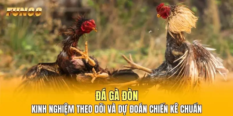 Đá Gà Đòn - Kinh Nghiệm Theo Dõi Và Dự Đoán Chiến Kê Chuẩn