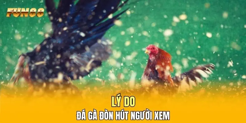 Lý do đá gà đòn hút người xem