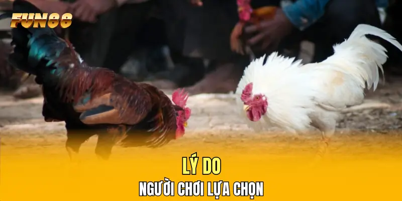 Lý do người chơi lựa chọn