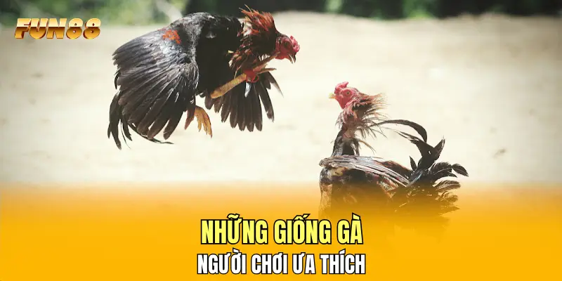 Những giống gà người chơi ưa thích