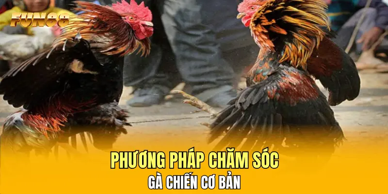 Phương pháp chăm sóc gà chiến cơ bản