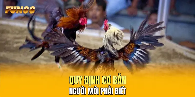 Quy định cơ bản người mới phải biết