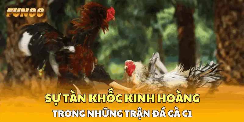 Sự tàn khốc kinh hoàng trong những trận đá gà C1 Sự tàn khốc kinh hoàng trong những trận đá gà C1