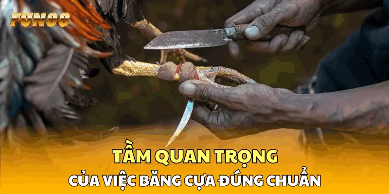 Tầm quan trọng của việc băng cựa đúng chuẩn Tầm quan trọng của việc băng cựa đúng chuẩn