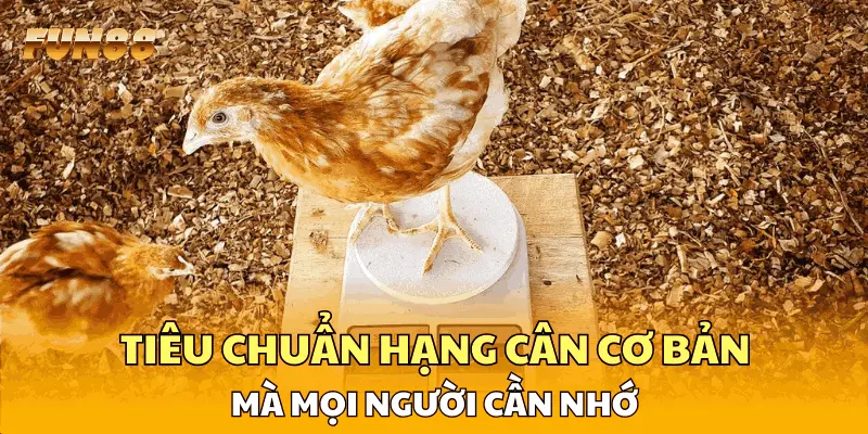 Tiêu chuẩn hạng cân cơ bản mà mọi người cần nhớ Tiêu chuẩn hạng cân cơ bản mà mọi người cần nhớ
