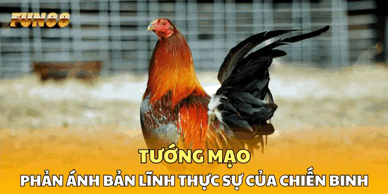 Tướng mạo phản ánh bản lĩnh thực sự của chiến binh Tướng mạo phản ánh bản lĩnh thực sự của chiến binh